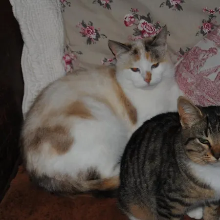 D'hotes Murielle 3* Hattenville