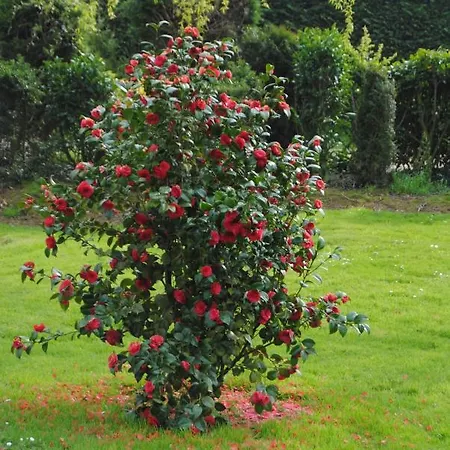 D'hotes Murielle 3* Hattenville