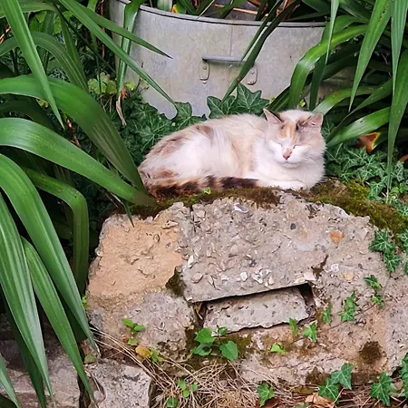 D'hotes Murielle Bed & Breakfast Hattenville